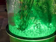 SSIS-908 Seductive JAV Star Enchants With Irresistible Cock-Sucking Expertise